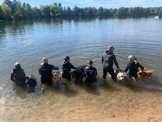 Conducteurs et chiens à l'eau à l'entraînement